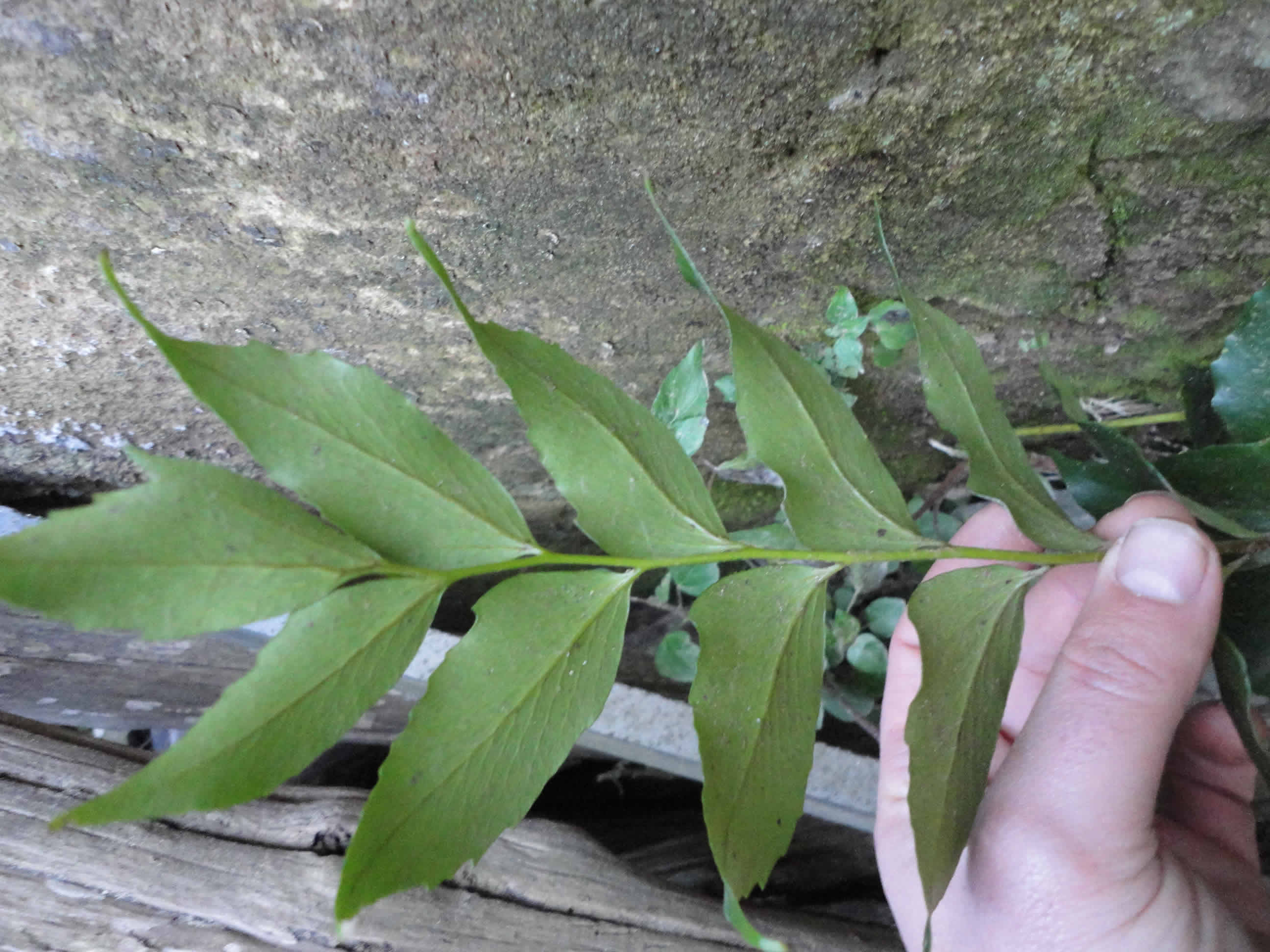 Cyrtomium sp.
